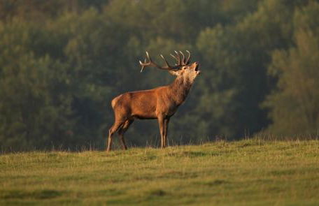 Gîte 4 pers proche cure thermale, Futuroscope, calme et nature à La Roche Posay - Foto 5