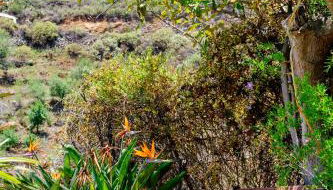 Tizziri rural - Foto 4, Garden