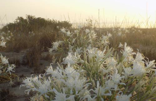 Alkionides Villas - Foto 60