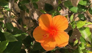 Villa Hibiscus sul Mare - Foto 4