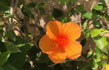 Villa Hibiscus sul Mare - Foto 4