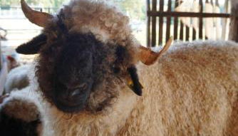 Home in Champagnac La Riviere with shared pool - Foto 3