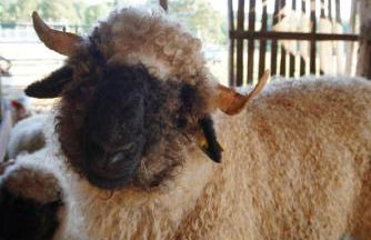 Home in Champagnac La Riviere with shared pool - Foto 3