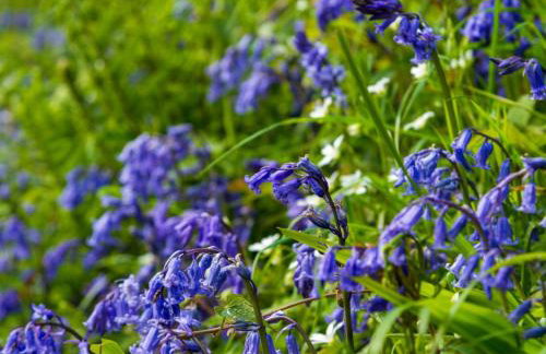 Chalet Lodge 2 - Hot Tub by Interhome - Foto 33