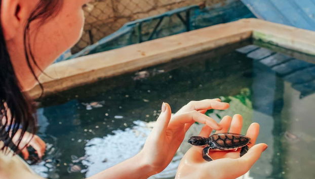 Centre de conservation des tortues de Galle