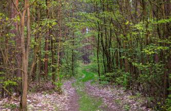 Sosnowy Raj domki nad rzeką Wkrą - Foto 25