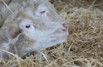 Azienda Agrituristica Caridà - Foto 110