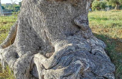 Villa Teresa - Foto 32