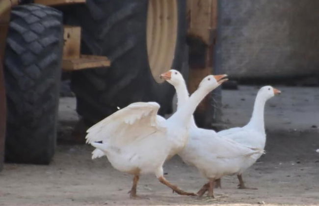 AgriturCostabaira - Foto 18