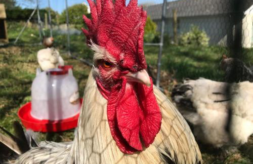 Higher Trewithen - Photo 50