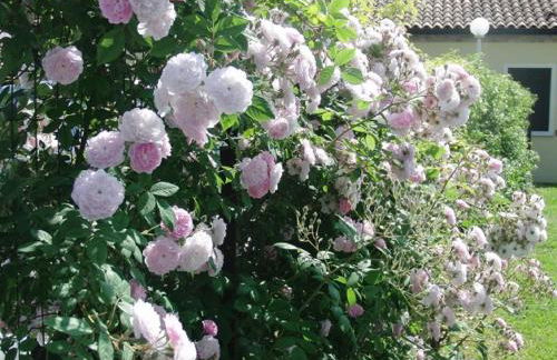 Particolari del Brenta - Photo 61