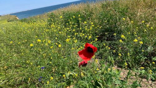 Küstenläufer - Foto 3