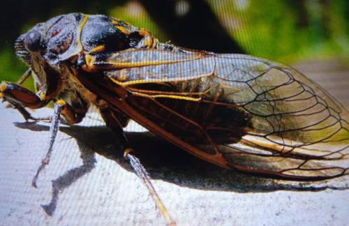 le clos du ventoux - Photo 36