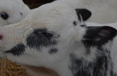 Ferienhof-Meyer - Foto 6