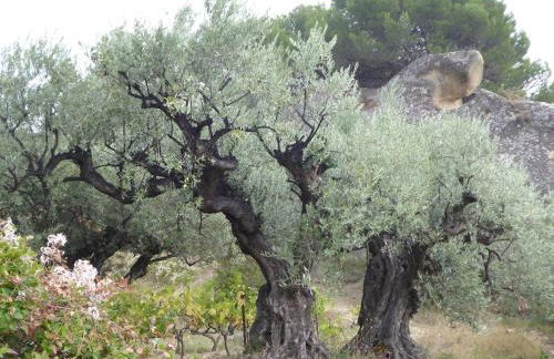 La Jubilotte - Foto 24