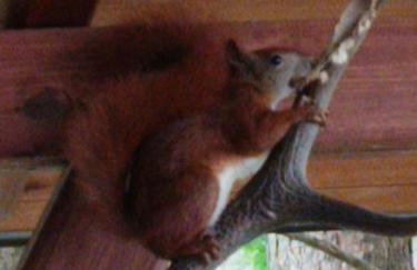 Domek w Ocyplu-Ocypelski Śpik ,Bory Tucholskie - Foto 19