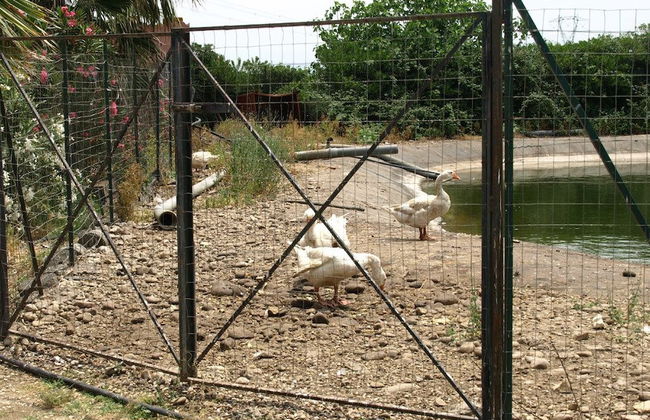 Agriturismo Masseria Portiere Stella - Photo 28