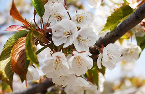 Casas Rurales Acebuche en Valle del Ambroz - Foto 27