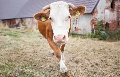 Gospodarstwo Agroturystyczne Kowalowe Wzgórze - Foto 47