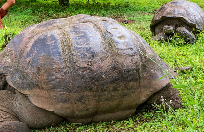 El Chato Ranch Giant Tortoise Tour - Photo 4