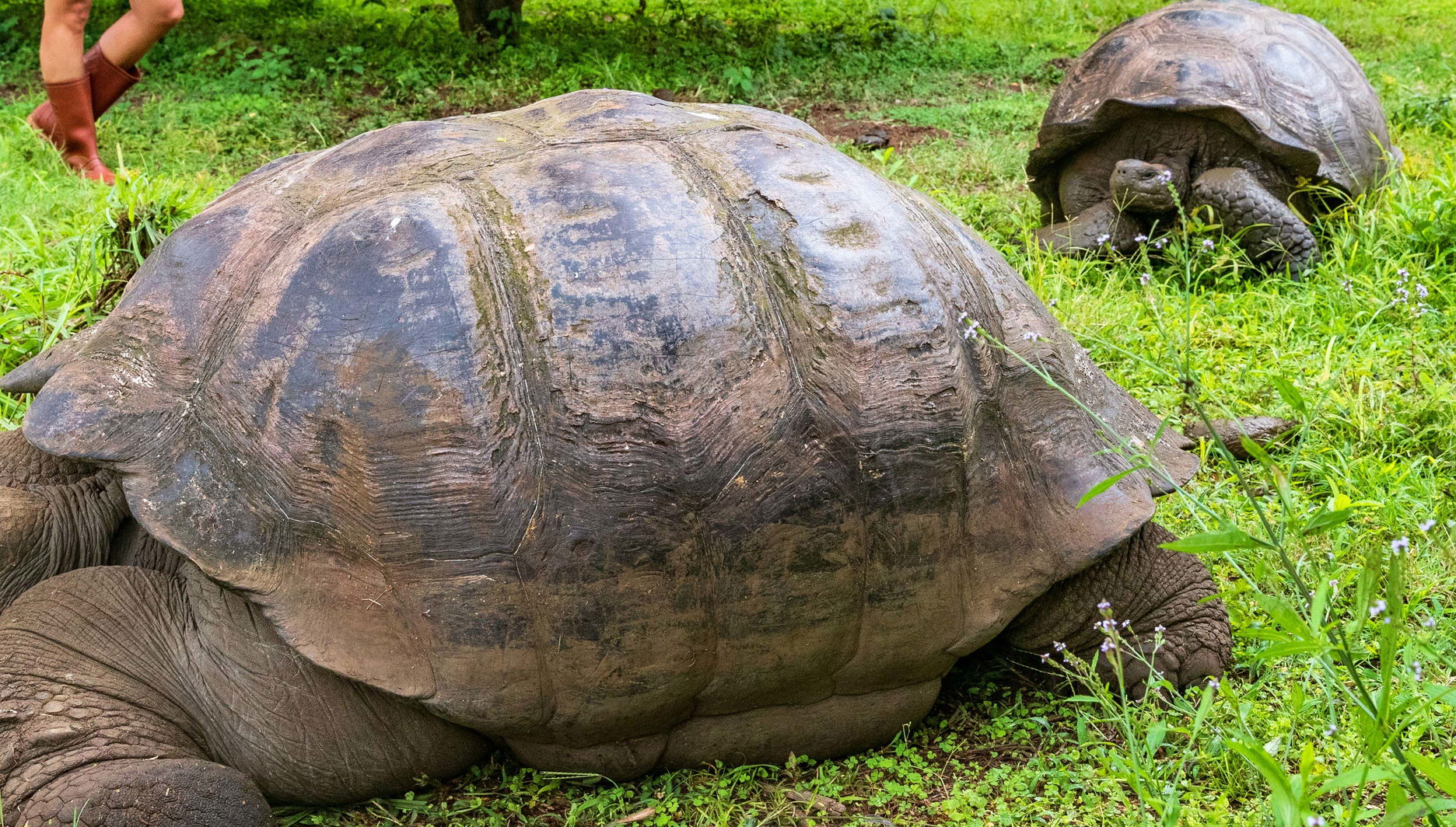 El Chato Ranch Giant Tortoise Tour - Foto 1