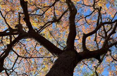 Vila do Salitre - Casa a 5 min de lagos e cachoeiras - Foto 10