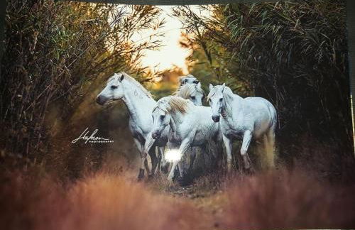 Les Oliviers de Camargue - Foto 36