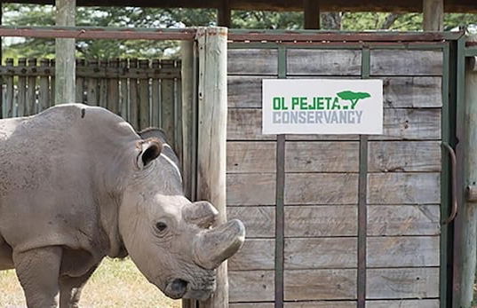 Ol Pejeta Holiday Villas - Foto 18