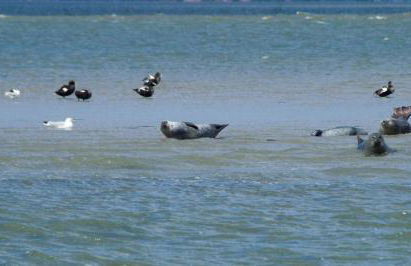 Ferienhaus Hornhecht - Foto 25