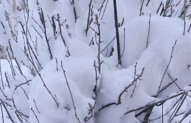 Das Taubenhaus - Foto 39