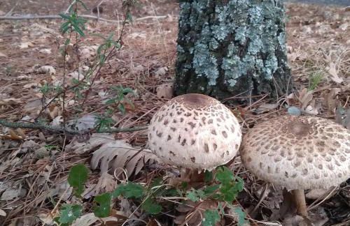 Carvalhal Redondo - Farm House - Foto 36