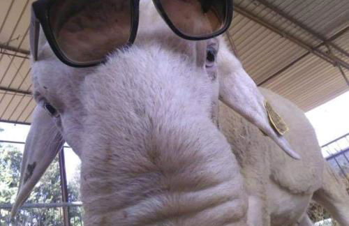 Agriturismo Oasi del Pianettino - Foto 28