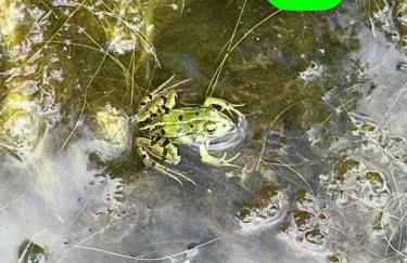 Cabane atypique sur une Île - Foto 50