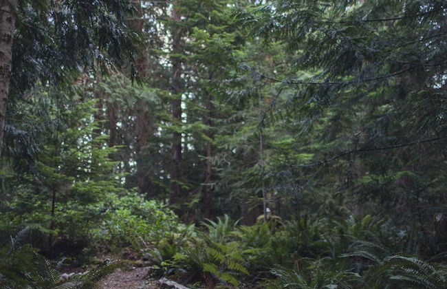 Heartwood Retreats - Foto 39