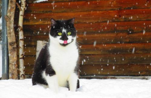 L'Esprit du Bois - Foto 12