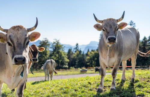 Plattner-Hof - Foto 41