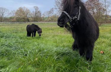 Ferienwohnung mit Kamin und traumhafter Dachterrasse mit Weitblick in die Natur - Foto 26