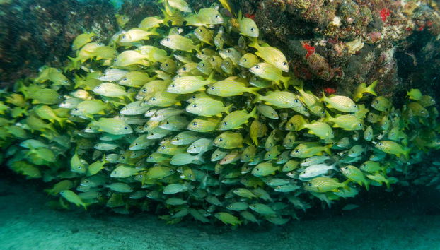 Bancs de poissons dans les Caraïbes