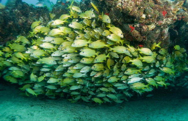 Baptême de plongée à Puerto Morelos - Photo 4