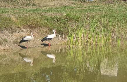 Domek nad stawem - Mazury - Foto 10