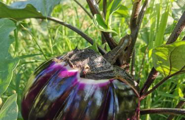 Azienda Agrituristica Baglio Carta - Foto 69