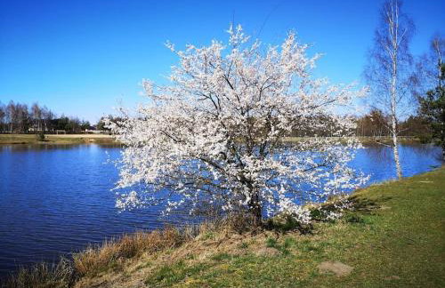 Sielanka Aleksandria - Foto 30