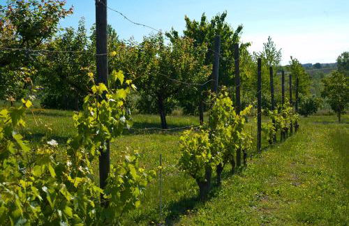 Cascina San Giorgio - Photo 92