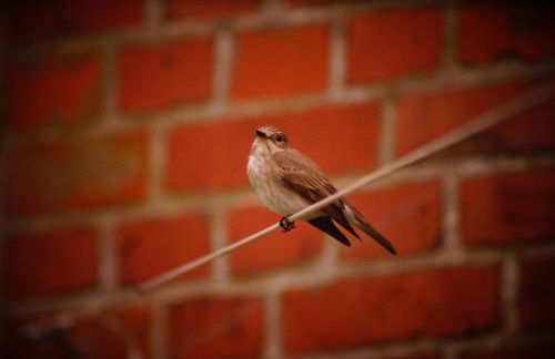 FeWo Düver - Foto 30