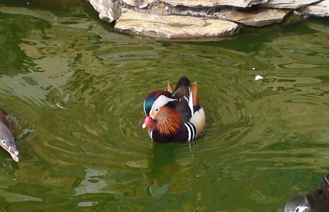 Casa Rural O Ventorrillo - Foto 37