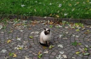 Casa Ramonda - Foto 11