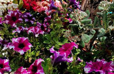 La Perla di Marzamemi - Foto 39