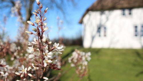 Reetdachhaus-Poppenbüll - Foto 4, Garden