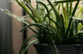 Akasha Spa Retreat Cottage - Foto 36