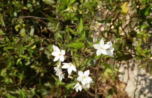 Ulivi sul Garda Garden by Gardadomusmea - Foto 58